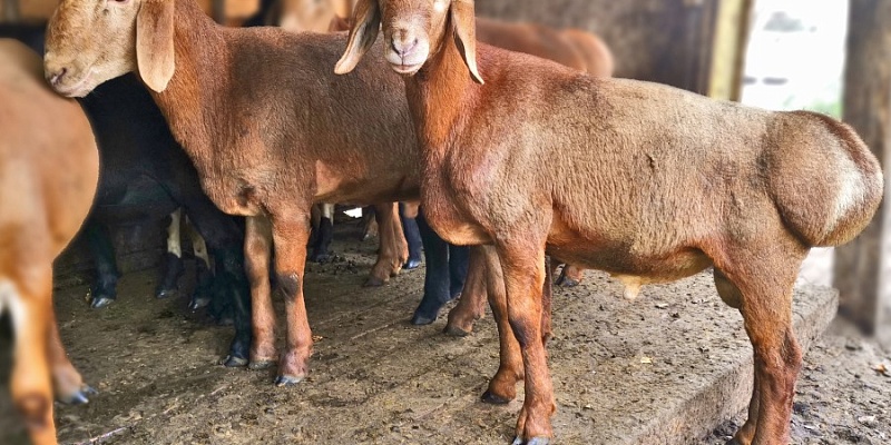 Не просто овцы, а курдючные овцы